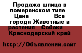 Продажа шпица в померанском типе › Цена ­ 20 000 - Все города Животные и растения » Собаки   . Краснодарский край